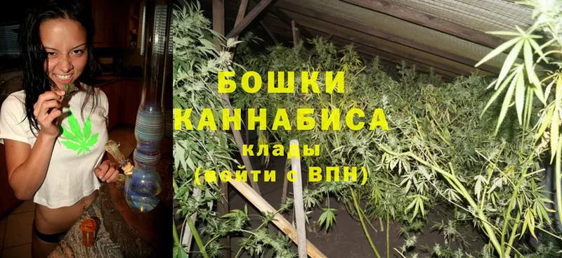 купить наркоту  Кашира  Конопля OG Kush 